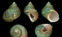 原神星螺收集地点