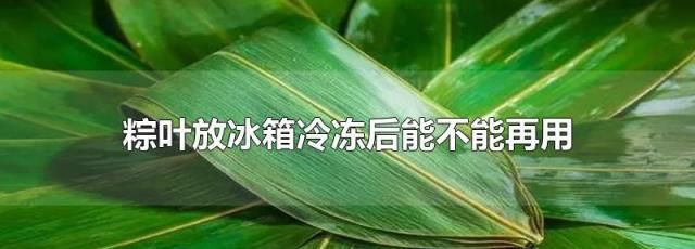 粽子叶可以放冰箱冷冻吗