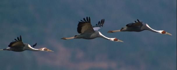 大雁的吉祥寓意，蜉蝣青蛙老虎大雁的寓意？图3