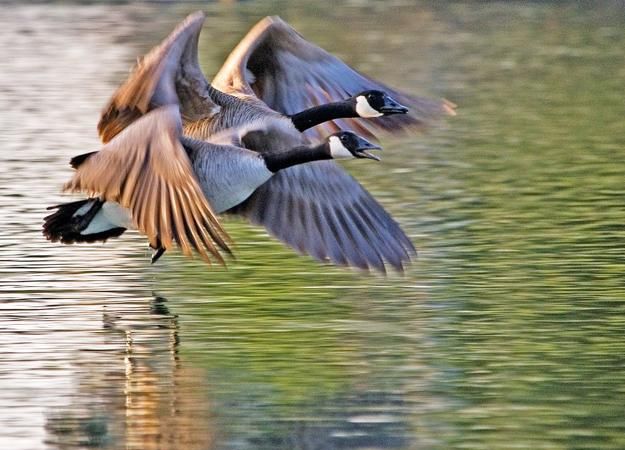 燕南归的大雁的寓意