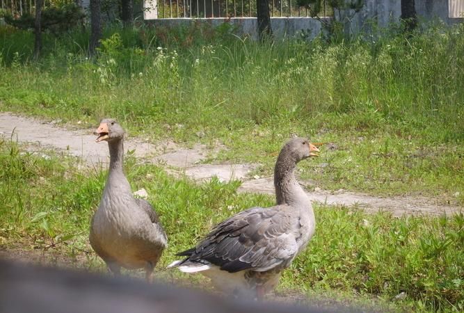 蜉蝣青蛙老虎大雁的寓意