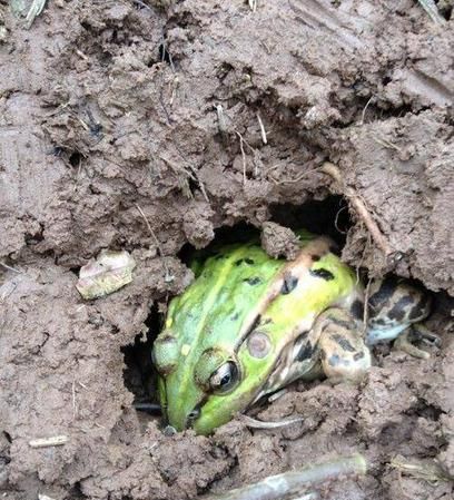 青蛙应该怎么过冬