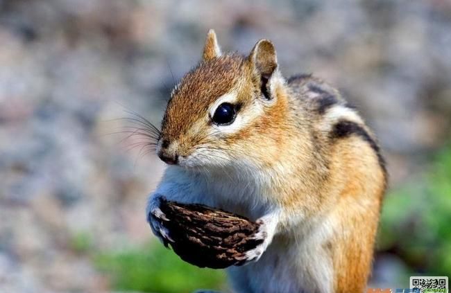 关于松鼠你还知道什么