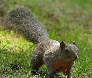 关于松鼠的资料有什么