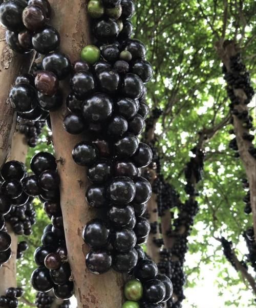 嘉宝果的皮和核能吃吗