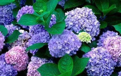 绣球有毒吗室内可以养吗