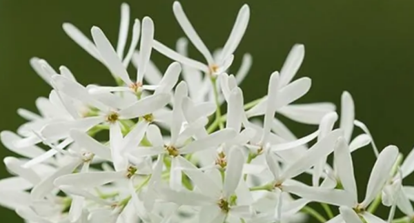 流苏树是什么树,流苏树是什么树图1