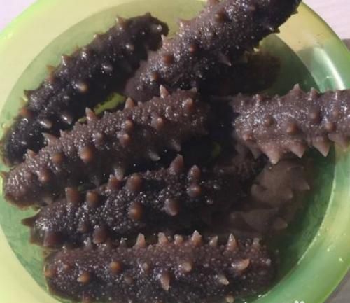 泡发好的海参怎么存储