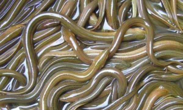 把鳝鱼放清水里能活两个月吗