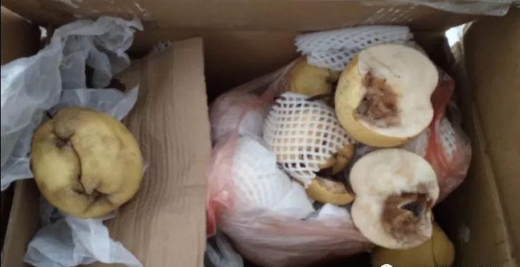 南国梨有一股酒味还能吃吗