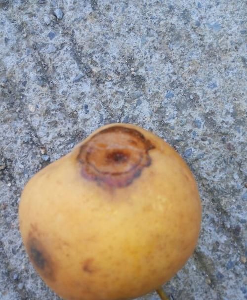 为什么有的梨吃起来涩