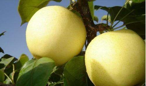 有酒味的梨是不是烂了,南国梨有一股酒味还能吃吗图2