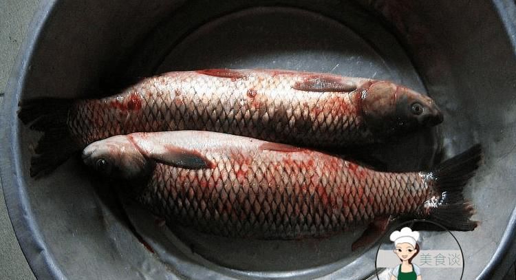 草鱼过冬不喂食会饿死吗