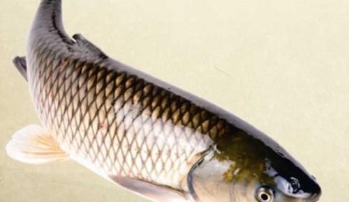 草鱼冬天吃食吗，草鱼冬天吃不吃食？图3