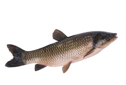 草鱼冬天吃食吗，草鱼冬天吃不吃食？图4