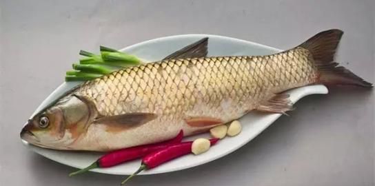 草鱼冬天吃食吗，草鱼冬天吃不吃食？图5