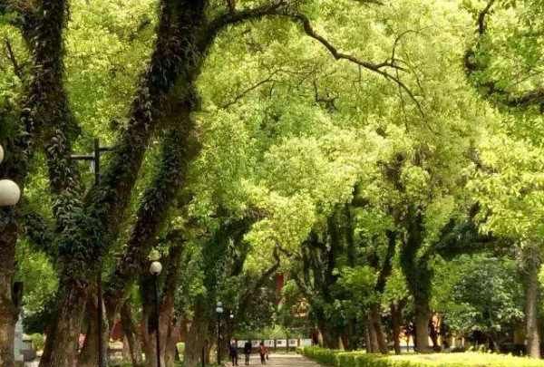 十年树木 百年树人的意思,十年树木百年树人什么意思图4