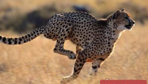 猎豹最快时速多少公里,豹子的最快速度是多少公里