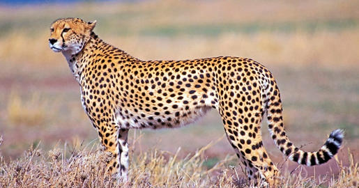 猎豹最快时速多少公里,豹子的最快速度是多少公里图2