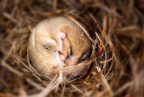 不冬眠动物有哪些动物