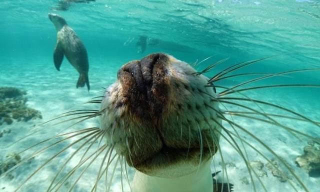 十二生肖哪个动物没方向之分