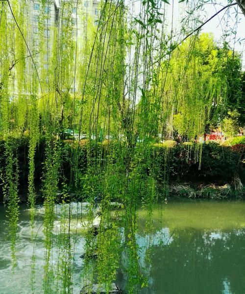 柳絮一般在柳树什么时候有是开始长芽了有还是叶子出来了有呢