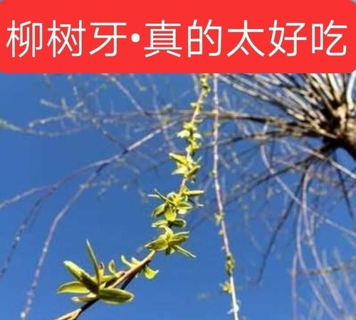 柳絮是柳树的花吗