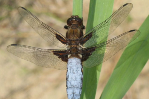 蜻蜓的外形特点和生活习性是什么