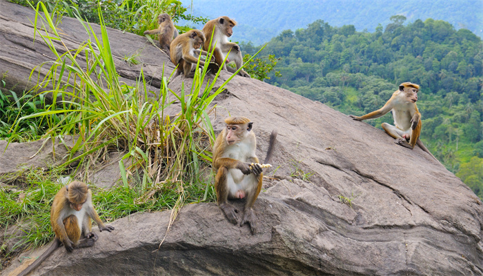 两岸猿声啼不住隐喻