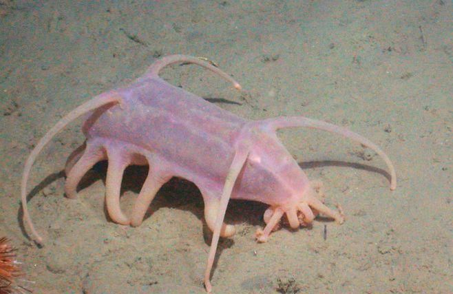 渔民说的海猪是什么鱼