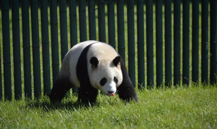 熊猫走路怎么形容