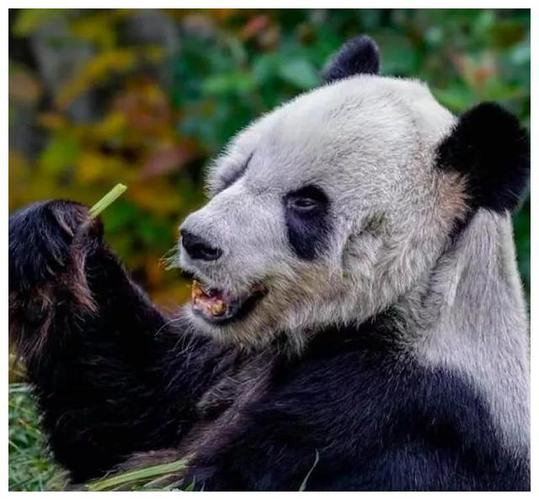 大熊猫降到国家几级保护动物了（大熊猫降危）