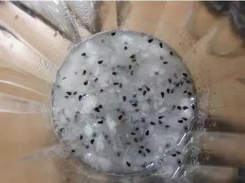 种植火龙果的盆栽方法（火龙果盆栽种植详细步骤）(3)