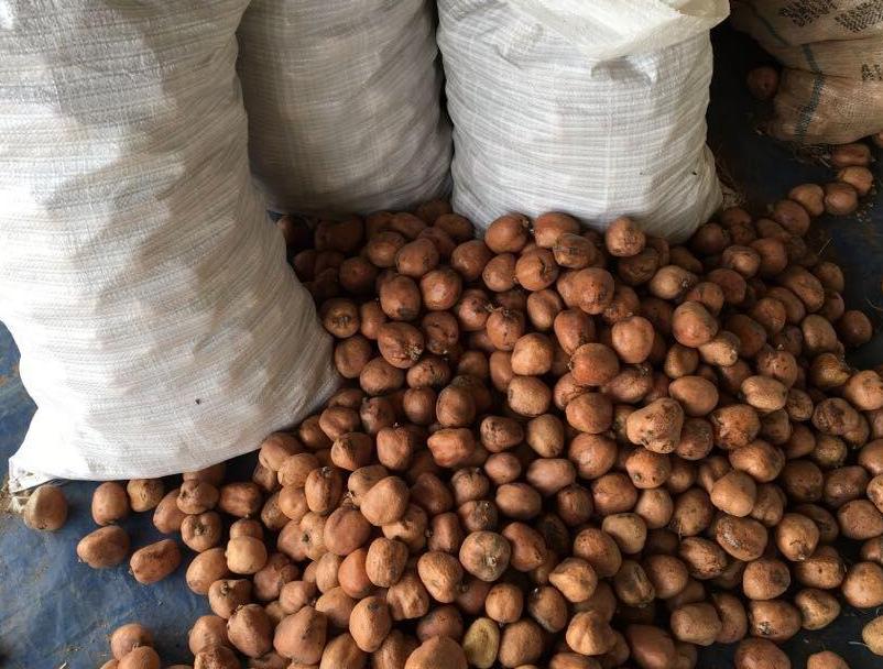 佛心果是什么颜色怎么分别（佛心果是什么树的果实）