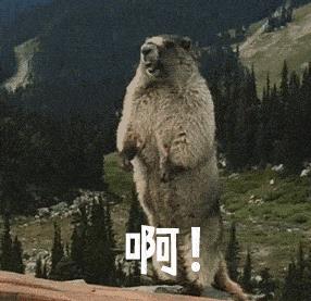 苹果xs支持的网络(一览超5类网线使用指南)