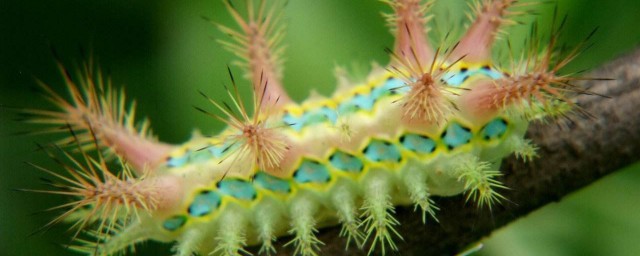 洋辣子正确吃法有哪些 正确吃法是这样