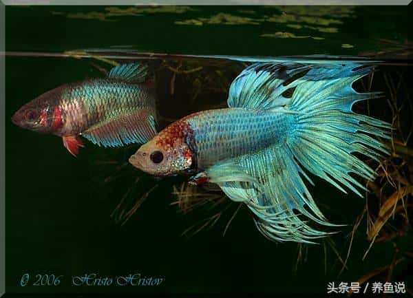 中国斗鱼怎么配对繁殖(斗鱼怎么分公母最简单)