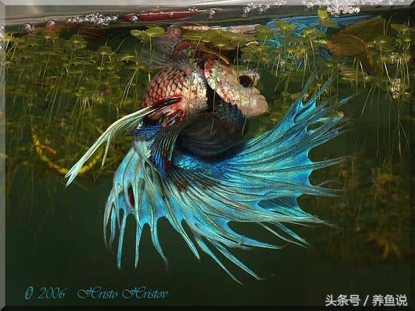 中国斗鱼怎么配对繁殖(斗鱼怎么分公母最简单)