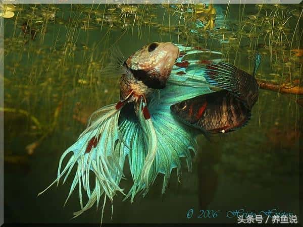 中国斗鱼怎么配对繁殖(斗鱼怎么分公母最简单)