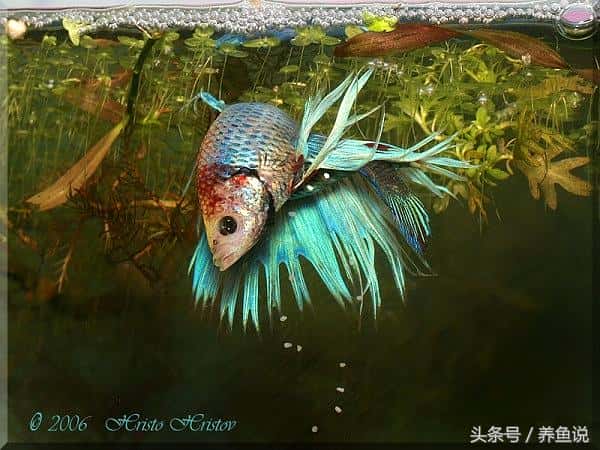 中国斗鱼怎么配对繁殖(斗鱼怎么分公母最简单)