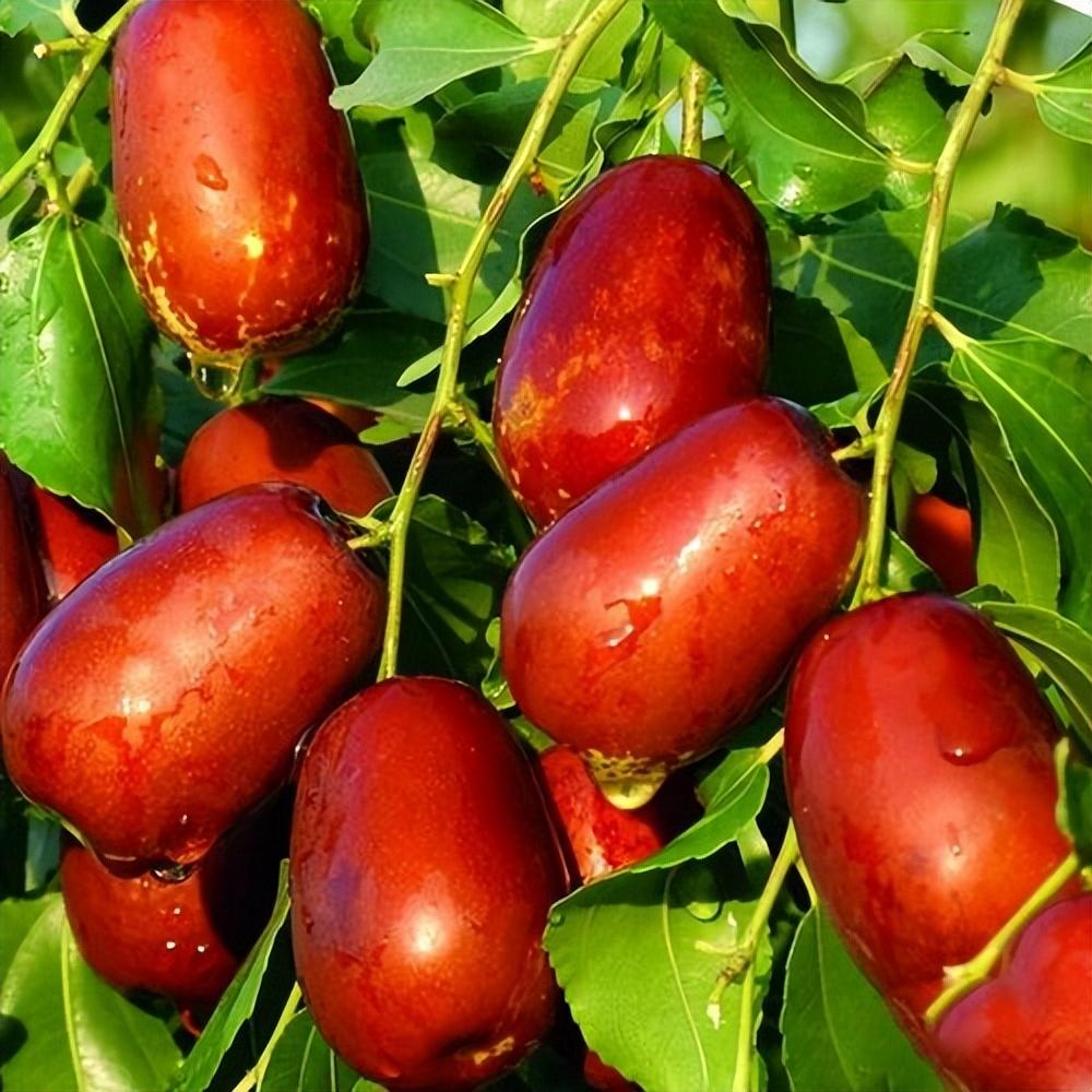 门前种什么树镇宅风水最好(房子门口种什么树好)