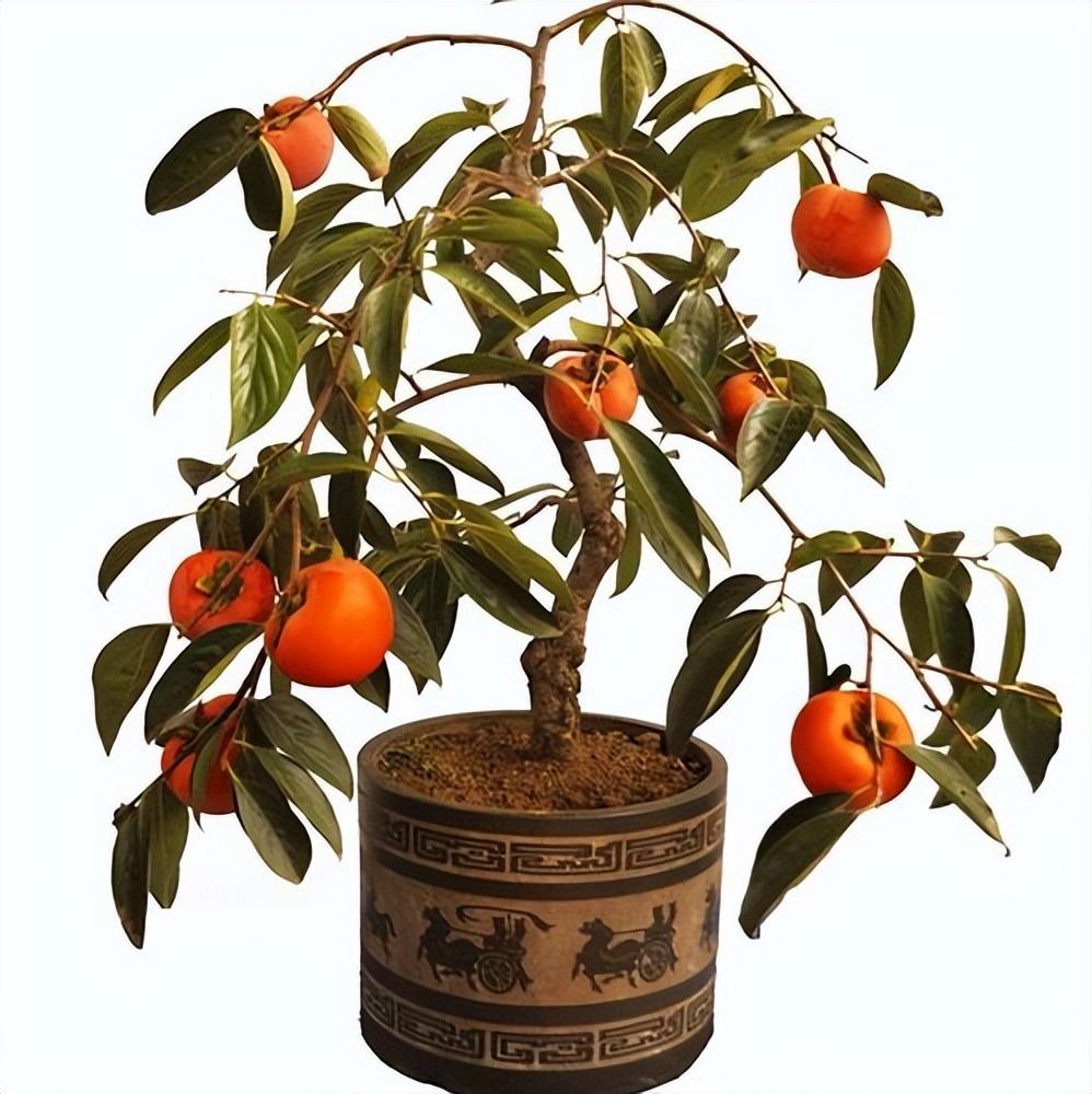 门前种什么树镇宅风水最好(房子门口种什么树好)