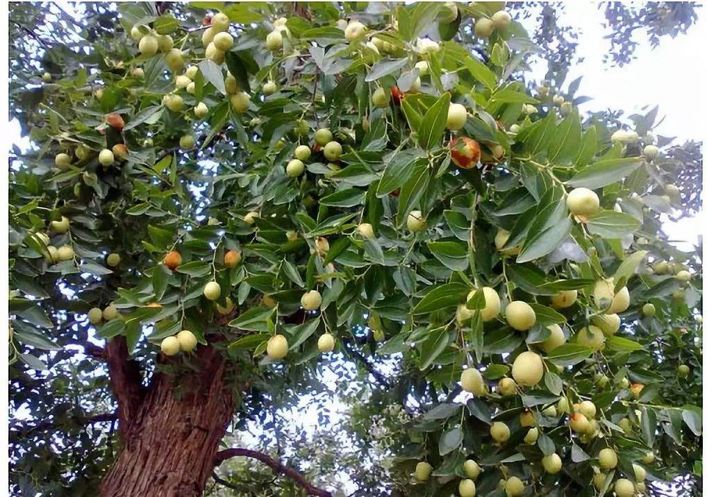 门前种什么树镇宅风水最好(房子门口种什么树好)