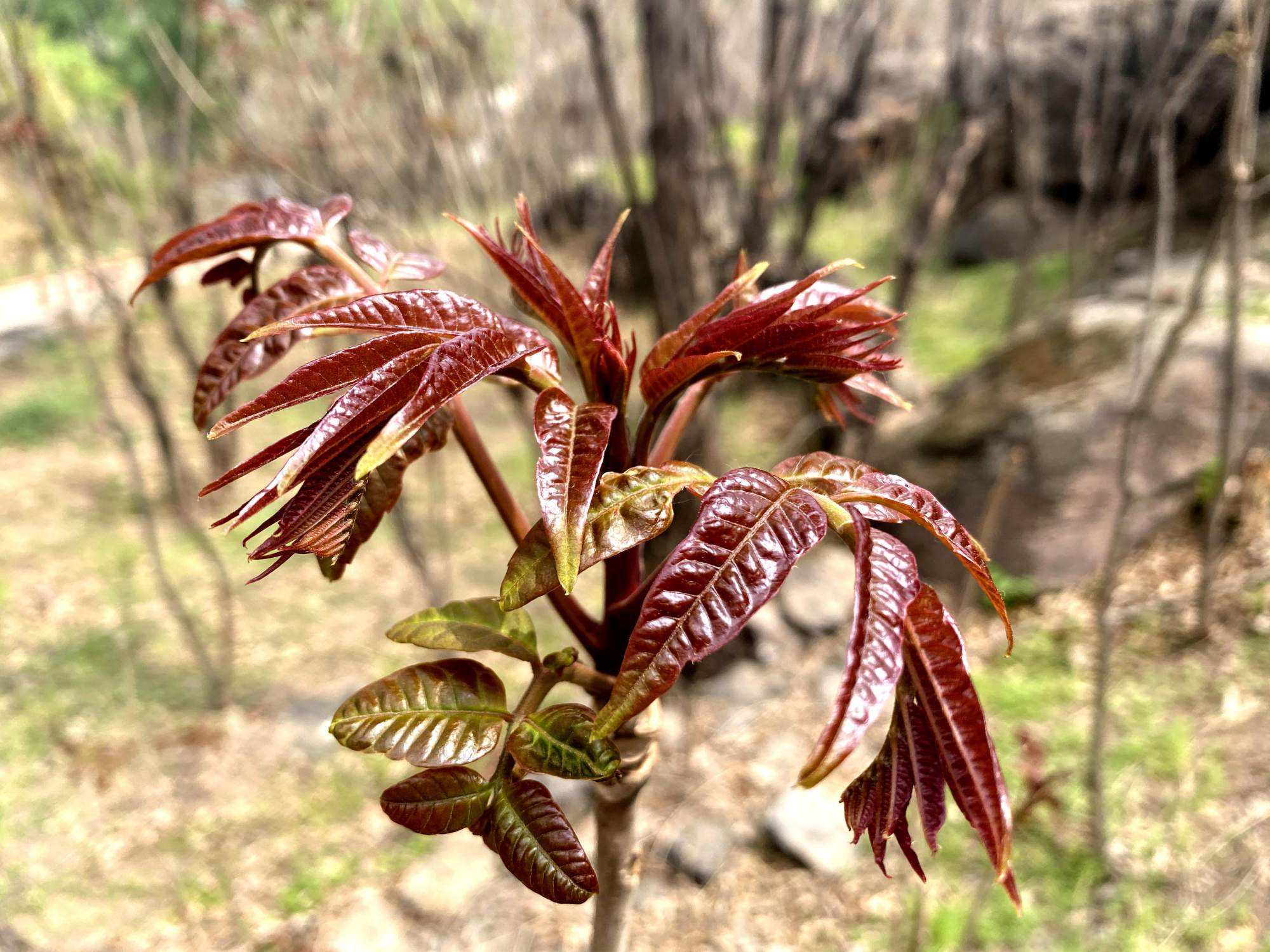 门前种什么树镇宅风水最好(房子门口种什么树好)