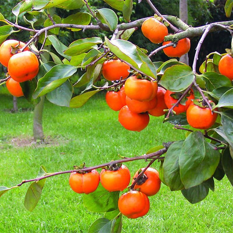 门前种什么树镇宅风水最好(房子门口种什么树好)