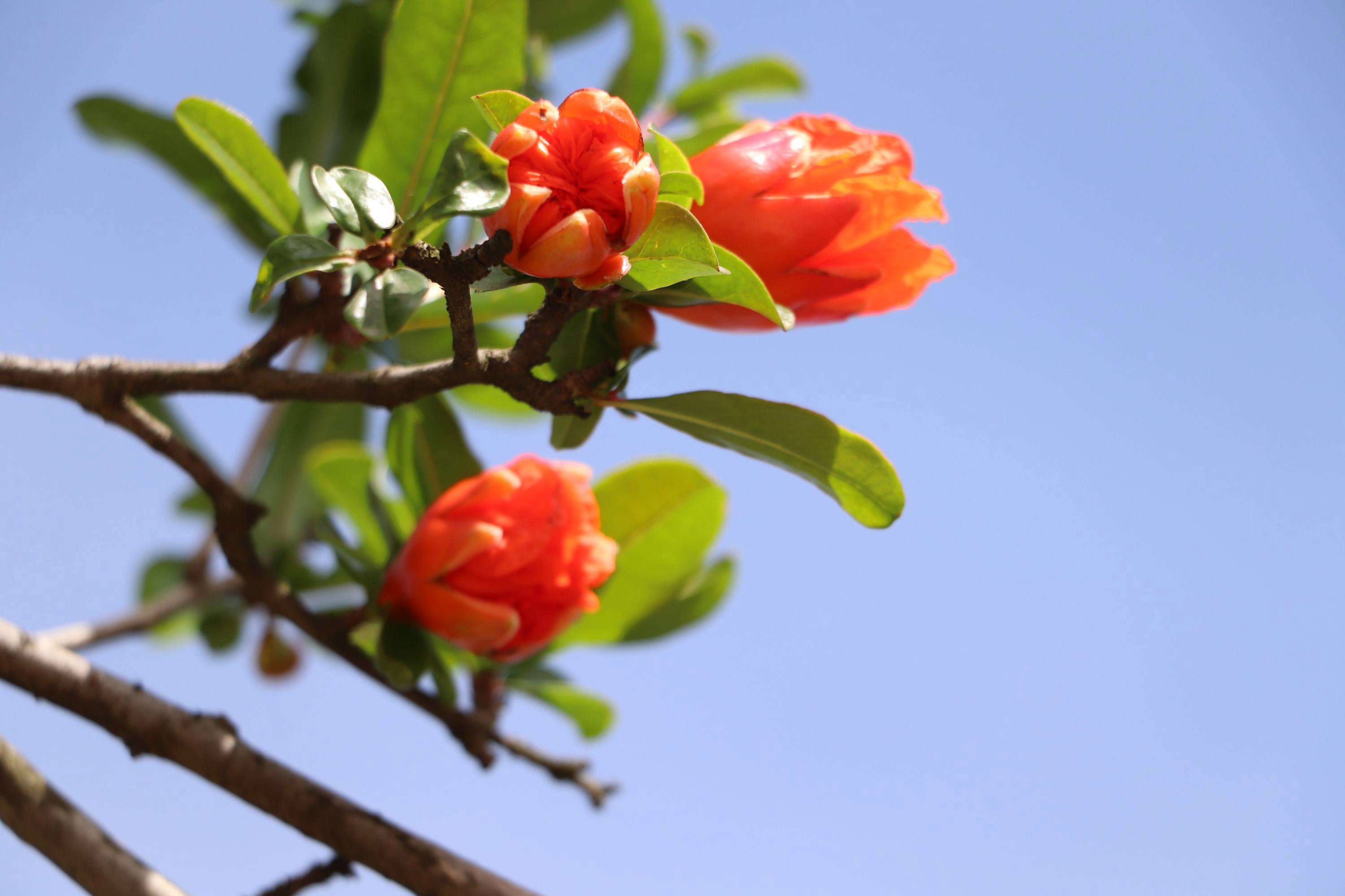 门前种什么树镇宅风水最好(房子门口种什么树好)