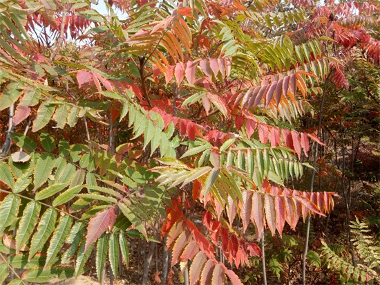 门前种什么树镇宅风水最好(房子门口种什么树好)