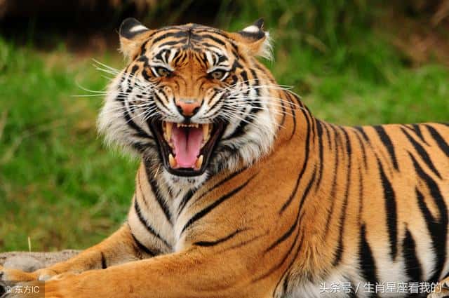 最喜欢仗势欺人的生肖(仗势欺人指什么生肖)