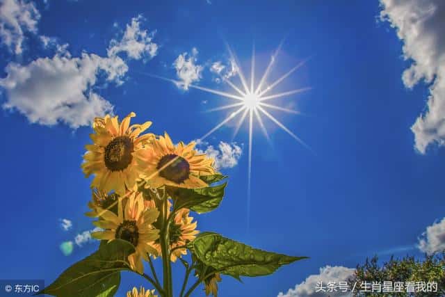 最喜欢仗势欺人的生肖(仗势欺人指什么生肖)