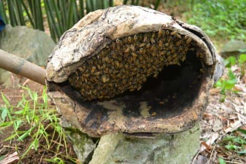 如何诱蜂进蜂箱(怎么诱蜂最容易来蜂)